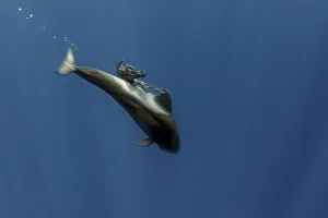 November 2021 highlights/pilot whale globicephala macrorhynchus November 2021 highlights/pilot whale globicephala macrorhynchus