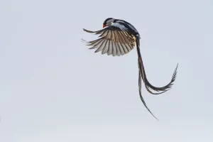Pin-tailed whydah (Vidua macroura) male in display flight. Allahein River, Gambia Pin-tailed whydah (Vidua macroura) male in display flight. Allahein River, Gambia