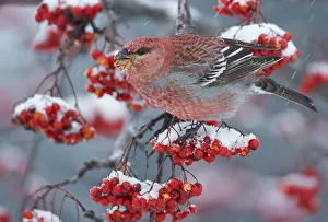 Pine Grosbeak male (Pinicola enucleator)and traffic light Oulu, Finland, December Pine Grosbeak male (Pinicola enucleator)and traffic light Oulu, Finland, December
