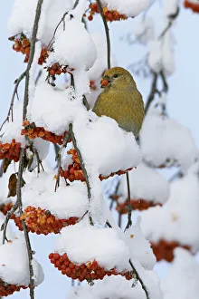 Pine grosbeak (Pinicola enucleator) young male feeding on rowan berries covered in snow Pine grosbeak (Pinicola enucleator) young male feeding on rowan berries covered in snow