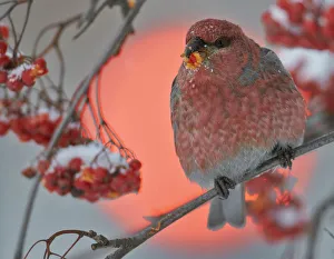 Pine Grosbeak (Pinicola enucleator) male feeding on berries with traffic light behind Pine Grosbeak (Pinicola enucleator) male feeding on berries with traffic light behind
