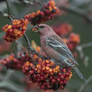 Pine grosbeak (Pinicola enucleator) male feeding on Rowan (Sorbus sp) berries Pine grosbeak (Pinicola enucleator) male feeding on Rowan (Sorbus sp) berries
