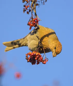 Pine grosbeak (Pinicola enucleator) eating Rowan (Sorbus aucuparia) berries, Finland. November Pine grosbeak (Pinicola enucleator) eating Rowan (Sorbus aucuparia) berries, Finland. November