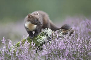 Images Dated 21st August 2007: Pine marten (Martes martes) in heather, Cairngorms NP, Scotland, August