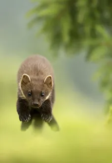 Pine marten (Martes martes) leaping, Ardnamurchan Peninsula, Scotland, August Pine marten (Martes martes) leaping, Ardnamurchan Peninsula, Scotland, August