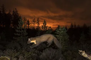 Pine marten (Martes martes) leaping from branch, orange glow in sky behind from the Pine marten (Martes martes) leaping from branch, orange glow in sky behind from the