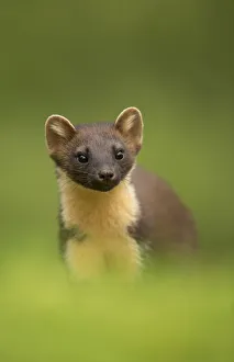Pine marten (Martes martes) portrait, Ardnamurchan Peninsula, Scotland, August Pine marten (Martes martes) portrait, Ardnamurchan Peninsula, Scotland, August