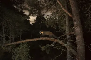 Pine marten (Martes martes) running across branch, Black Isle, Scotland, UK. October Pine marten (Martes martes) running across branch, Black Isle, Scotland, UK. October