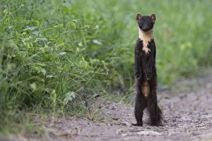 Pine marten (Martes martes) standing on hind legs, Vosges, France Pine marten (Martes martes) standing on hind legs, Vosges, France