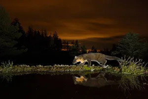 Pine marten (Martes martes) walking along edge of water, orange glow in sky behind Pine marten (Martes martes) walking along edge of water, orange glow in sky behind