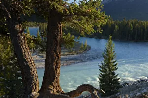 Pine trees by the Athabasca River near Jasper, Jasper National Park, Alberta, Canada Pine trees by the Athabasca River near Jasper, Jasper National Park, Alberta, Canada
