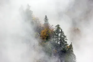 Pine trees in mist, Ballons des Vosges Regional Natural Park, Vosges, France, October 2014 Pine trees in mist, Ballons des Vosges Regional Natural Park, Vosges, France, October 2014