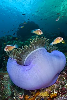 Pink anemonefish (Amphiprion perideraion) in a purple Magnificent sea anemone (Heteractis Pink anemonefish (Amphiprion perideraion) in a purple Magnificent sea anemone (Heteractis