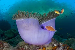 Pink anemonefish (Amphiprion perideraion) in Purple magnificent sea anemone (Heteractis Pink anemonefish (Amphiprion perideraion) in Purple magnificent sea anemone (Heteractis