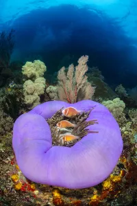 Three Pink anemonefish (Amphiprion perideraion) living in a purple skirted magnificent Three Pink anemonefish (Amphiprion perideraion) living in a purple skirted magnificent