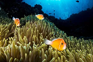 Pink anemonefish (Amphiprion perideraion) living in symbiotic association with Pink anemonefish (Amphiprion perideraion) living in symbiotic association with