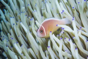 Pink anemonefish (Amphiprion perideraion). Derawan Islands, East Kalimantan, Indonesia Pink anemonefish (Amphiprion perideraion). Derawan Islands, East Kalimantan, Indonesia
