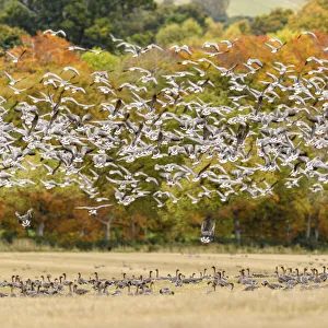 Pink footed geese (Anser brachyrhynchus) flock taking flight, near Udale Bay, Black Isle Pink footed geese (Anser brachyrhynchus) flock taking flight, near Udale Bay, Black Isle