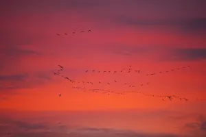 Pink-footed geese (Anser brachyrynchus) flocks in flight leaving overnight roost at dawn Pink-footed geese (Anser brachyrynchus) flocks in flight leaving overnight roost at dawn