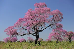 Pink Ipe trees (Tabebuia ipe / Handroanthus impetiginosus) in flower, Pantanal Pink Ipe trees (Tabebuia ipe / Handroanthus impetiginosus) in flower, Pantanal