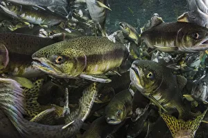 Pink salmon (Oncorhynchus gorbuscha) migrate up river, Vancouver Island, Canada Pink salmon (Oncorhynchus gorbuscha) migrate up river, Vancouver Island, Canada