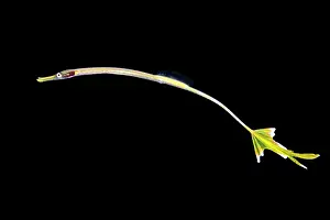 Philippine Marine Life Prints: Pipefish (possibly Doryrhamphus sp)