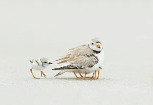 Piping Plover (Charadrius melodus) brooding three chicks with a fourth approaching Piping Plover (Charadrius melodus) brooding three chicks with a fourth approaching