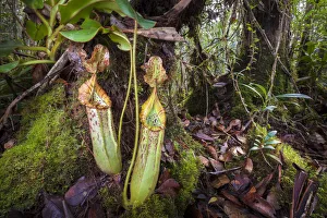 Pitcher plant (Nepenthes veitchii x stenophylla), a natural hybrid. Maliau Basin, Borneo Pitcher plant (Nepenthes veitchii x stenophylla), a natural hybrid. Maliau Basin, Borneo