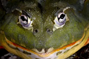 Pixie Frog {Pyxicephalus edulis} captive, from Africa Pixie Frog {Pyxicephalus edulis} captive, from Africa