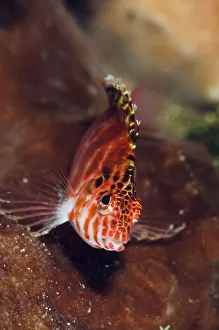 Pixy Hawkfish (Cirrhitichthys oxycephalus) Lembeh Strait, North Sulawesi Pixy Hawkfish (Cirrhitichthys oxycephalus) Lembeh Strait, North Sulawesi