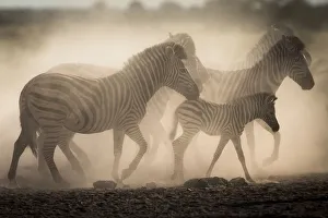 Plain / Burchells zebras in dust (Equus burchelli) Nxai Pan National Park, Botswana Plain / Burchells zebras in dust (Equus burchelli) Nxai Pan National Park, Botswana
