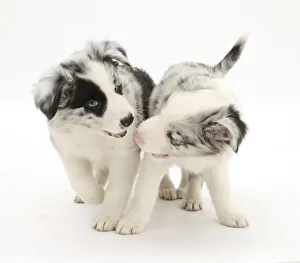 Playful Border Collie puppies, 6 weeks Playful Border Collie puppies, 6 weeks
