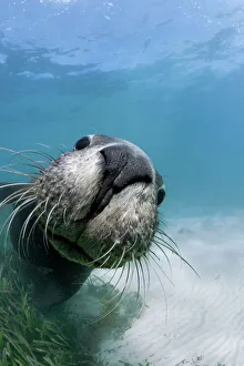 Playful juvenile Australian sea lion (Neophoca cinerea) greeting me in shallow water Playful juvenile Australian sea lion (Neophoca cinerea) greeting me in shallow water