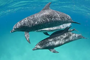 A pod of Atlantic spotted dolphins (Stenella frontalis) swim together over a shallow sand bank A pod of Atlantic spotted dolphins (Stenella frontalis) swim together over a shallow sand bank