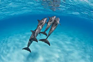 A pod of Atlantic spotted dolphins (Stenella frontalis) swim together over a shallow sand bank A pod of Atlantic spotted dolphins (Stenella frontalis) swim together over a shallow sand bank