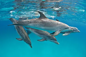 Pod of Atlantic spotted dolphins (Stenella frontalis) over a shallow sand bank accompanied Pod of Atlantic spotted dolphins (Stenella frontalis) over a shallow sand bank accompanied