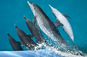 A pod of Atlantic spotted dolphins (Stenella frontalis) riding on the bow wave of a boat A pod of Atlantic spotted dolphins (Stenella frontalis) riding on the bow wave of a boat