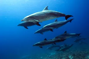 Pod of Bottlenose Dolphins (Tursiops truncatus). Egypt, Red Sea Pod of Bottlenose Dolphins (Tursiops truncatus). Egypt, Red Sea