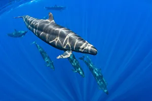 Pod of False killer whales (Pseudorca crassidens) swimming beneath the surface of the Pod of False killer whales (Pseudorca crassidens) swimming beneath the surface of the