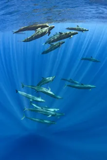 Pod of false killer whales (Pseudorca crassidens) swimming beneath the surface of the ocean Pod of false killer whales (Pseudorca crassidens) swimming beneath the surface of the ocean