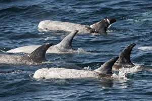 Pod of Risso Dolphin (Grampus griseus) at surface, Baja California, Mexico Pod of Risso Dolphin (Grampus griseus) at surface, Baja California, Mexico
