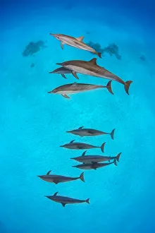 Aquatics/dolphins/pod spinner dolphins stenella longirostris Aquatics/dolphins/pod spinner dolphins stenella longirostris