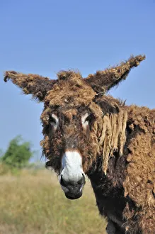 Poitou donkey (Equus africanus asinus) with shaggy coat on the island Ile de Re, Charente-Maritime Poitou donkey (Equus africanus asinus) with shaggy coat on the island Ile de Re, Charente-Maritime