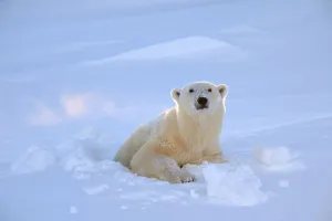 Polar bear (Ursus maritimus) female coming out the den. Wapusk National Park, Churchill Polar bear (Ursus maritimus) female coming out the den. Wapusk National Park, Churchill