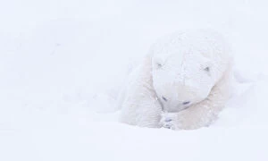 Images Dated 23rd November 2006: Polar bear (Ursus maritimus) huddled in snow, Churchill, Hudson Bay, Manitoba, Canada