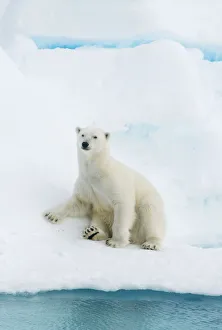 Polar bear (Ursus maritimus) sitting on pack ice, Svalbard, Arctic Norway, vulnerable Polar bear (Ursus maritimus) sitting on pack ice, Svalbard, Arctic Norway, vulnerable