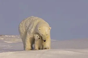 Polar bear (Ursus maritimus) sow with her cubs, newly emerged from their den Polar bear (Ursus maritimus) sow with her cubs, newly emerged from their den