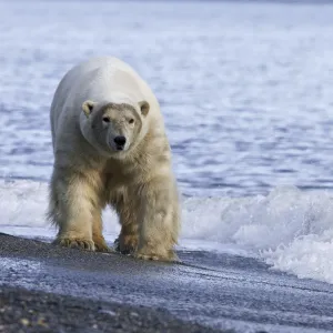 Polar bear (Ursus maritimus) walking along beach, Wrangel Island, Far Eastern Russia Polar bear (Ursus maritimus) walking along beach, Wrangel Island, Far Eastern Russia