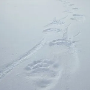 Polar bear (Ursus martimus) footprints in snow, Wrangel Island, Far Eastern Russia, March Polar bear (Ursus martimus) footprints in snow, Wrangel Island, Far Eastern Russia, March