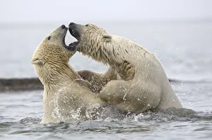 Polar bears (Ursus maritimus) fighting in water. Beaufort Sea, Kaktovik, Alaska, USA Polar bears (Ursus maritimus) fighting in water. Beaufort Sea, Kaktovik, Alaska, USA